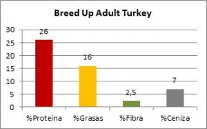breed up adult turkey compòsición